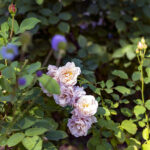 iPad9.7・7.9インチロック画面等の壁紙