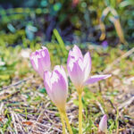 iPad9.7・7.9インチロック画面等の壁紙