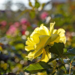 iPad9.7・7.9インチロック画面等の壁紙