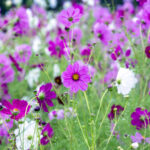 iPad9.7・7.9インチロック画面等の壁紙