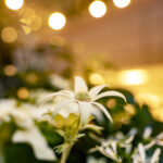 iPad9.7・7.9インチロック画面等の壁紙