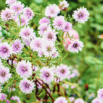 iPad9.7・7.9インチロック画面等の壁紙