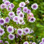 iPad9.7・7.9インチロック画面等の壁紙