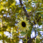 iPad10.2インチのロック画面等の花の壁紙