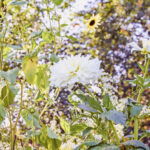 iPad10.2インチのロック画面等の花の壁紙