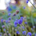 iPad10.2インチのロック画面等の花の壁紙