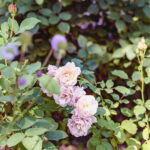 iPad10.2インチのロック画面等の花の壁紙