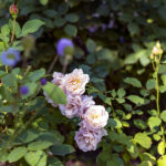 iPad10.2インチのロック画面等の花の壁紙