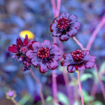 iPad10.2インチのロック画面等の花の壁紙