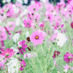 iPad10.2インチのロック画面等の花の壁紙