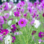 iPad10.2インチのロック画面等の花の壁紙