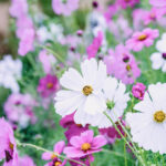 iPad10.2インチのロック画面等の花の壁紙