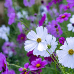 iPad10.2インチのロック画面等の花の壁紙