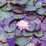 iPad10.2インチのロック画面等の花の壁紙