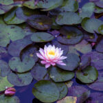 iPad10.2インチのロック画面等の花の壁紙