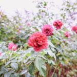 iPad10.2インチのロック画面等の花の壁紙