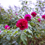 iPad10.2インチのロック画面等の花の壁紙