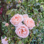 iPad10.2インチのロック画面等の花の壁紙