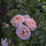 iPad10.2インチのロック画面等の花の壁紙