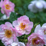 iPad10.2インチのロック画面等の花の壁紙