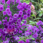 iPad10.2インチのロック画面等の花の壁紙