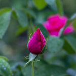 iPad10.2インチのロック画面等の花の壁紙