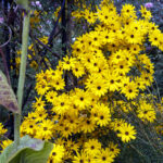 iPad10.2インチのロック画面等の花の壁紙