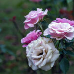 iPad10.2インチのロック画面等の花の壁紙