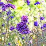 iPad10.2インチのロック画面等の花の壁紙