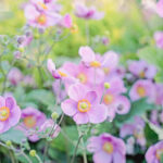 iPadAir第4・5世代10.9インチの花の壁紙