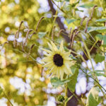 iPadAir第4・5世代10.9インチの花の壁紙