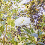 iPadAir第4・5世代10.9インチの花の壁紙