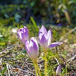 iPadAir第4・5世代10.9インチの花の壁紙