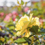 iPadAir第4・5世代10.9インチの花の壁紙