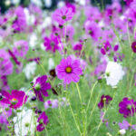 iPadAir第4・5世代10.9インチの花の壁紙