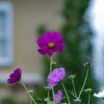 iPadAir第4・5世代10.9インチの花の壁紙