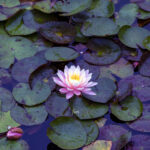 iPadAir第4・5世代10.9インチの花の壁紙