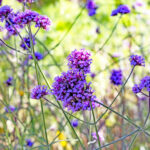 iPadAir第4・5世代10.9インチの花の壁紙