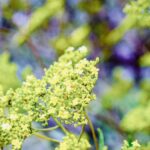 iPadPro11インチのロック画面等の花の壁紙