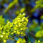 iPadPro11インチのロック画面等の花の壁紙