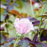 iPadPro11インチのロック画面等の花の壁紙