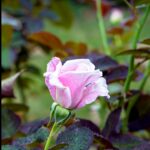 iPadPro11インチのロック画面等の花の壁紙