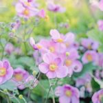 iPadPro11インチのロック画面等の花の壁紙