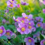 iPadPro11インチのロック画面等の花の壁紙