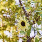 iPadPro11インチのロック画面等の花の壁紙