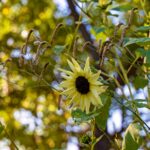 iPadPro11インチのロック画面等の花の壁紙