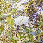 iPadPro11インチのロック画面等の花の壁紙