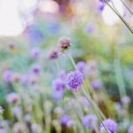 iPadPro11インチのロック画面等の花の壁紙