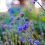 iPadPro11インチのロック画面等の花の壁紙