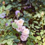 iPadPro11インチのロック画面等の花の壁紙